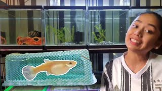 How to Breed a Guppies for Beginners
