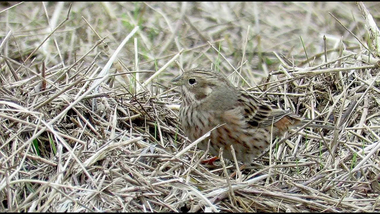 Pine Bunting - Witkopgors - Emberiza leucocephalos / Wilhelminadorp