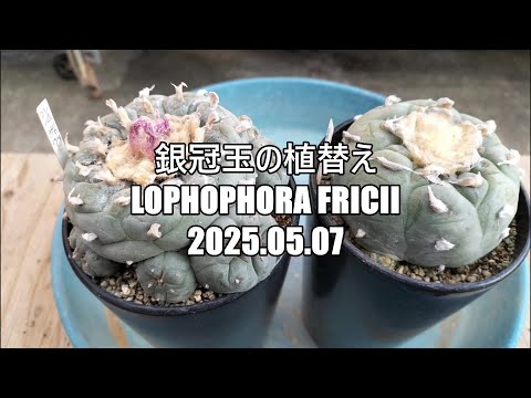 銀冠玉の植替え Lophophora fricii 2025 05 07 - YouTube
