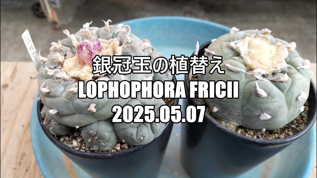 銀冠玉の植替え Lophophora fricii 2025 05 07 - YouTube