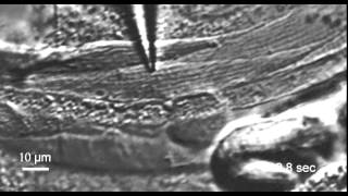 C. Elegans Muscle Cell from Gao & Zhen 2010