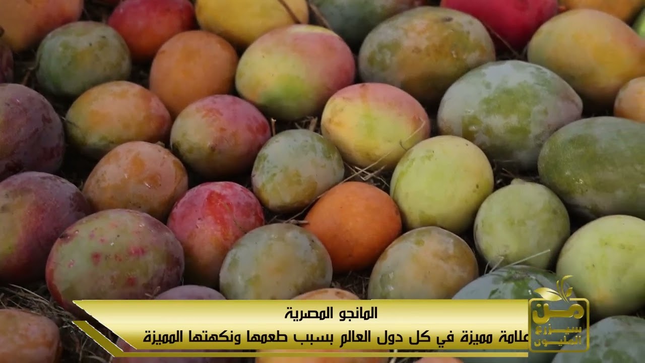 300 صنف محلي وأجنبي.. شريف عبد الرازق أسطورة المانجو في مصر