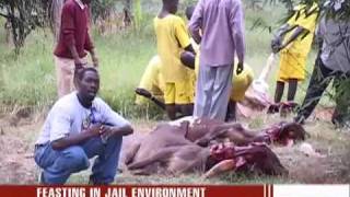 Inmates Slaughter 60 Cows For Xmas