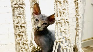 Macrame Kitty Bed Sphynx baby@shorts