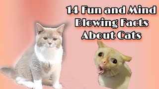 14 Fun And Mind Blowing Facts About Cats by Reebonz Cattery TV 246 views 1 year ago 6 minutes, 3 seconds