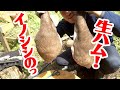 【狩猟】イノシシの止め刺しから生ハムの製造までやってみた - その1 Making of wild boar hams from scratch - part 1