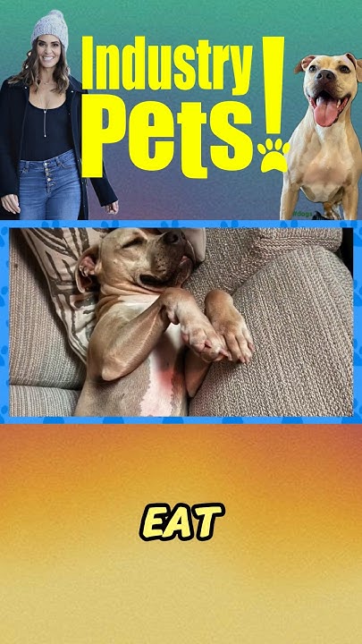 What Is Your Dog s Motto thERINpypodcast Rescue Dog Harper Has A Life what-is-your-dog-s-motto-therinpypodcast-rescue-dog-harper-has-a-life