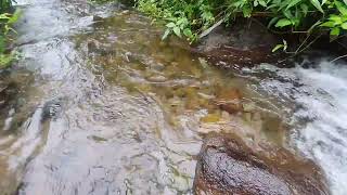 4k UHD Beautiful Calming Small Mountain River, Nature Sounds for Sleeping, Relaxation by River Sounds 66 views 3 weeks ago 1 hour