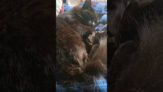NOCTURNAL BLACK CATS #blackcats #blackcatshort #sleepingcats #nocturnalvibes #catnap #siesta #cats
