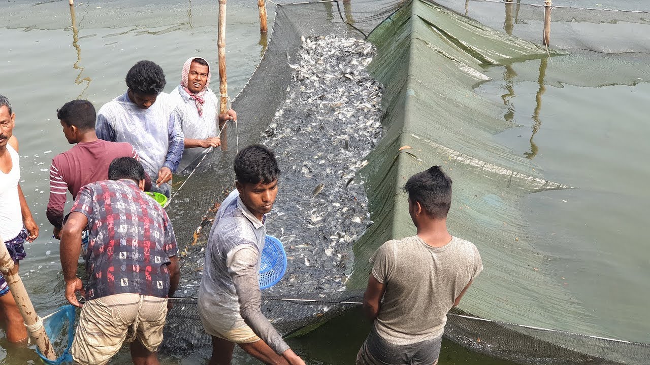 Largest Tilapia Fish Farming Fingerline Tilapia Fish Supply From