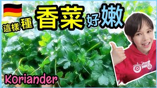 這樣種香菜好嫩，快速發芽，懶人花盆種植芫荽，從香菜籽開始 ... 