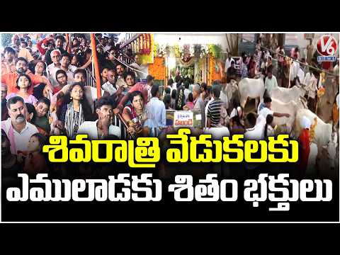 Huge Devotees Flock To Vemulawada Bheemeshwara Temple For Maha Shivaratri Celebration | V6 News - V6NEWSTELUGU