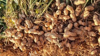Good Morning Everyone! Harvest tayo uli guys ng mani di pa tapos!! #farmerlife 