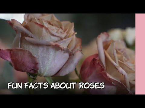 Video: Uzziniet vairāk par rožu izkrišanu