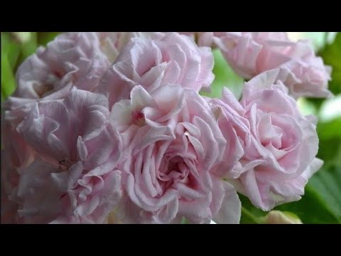 Пересаживаю купленные черенки пеларгоний. Можно ли обрезать пеларгонию ...