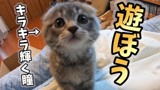 寝起きから遊びたい子猫がかわいすぎた…cute kitten plays in the morning