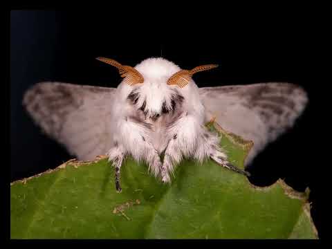 Cute moths⬆️