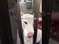 帰る時さみしそうな目をするポポちゃん#shorts#犬
