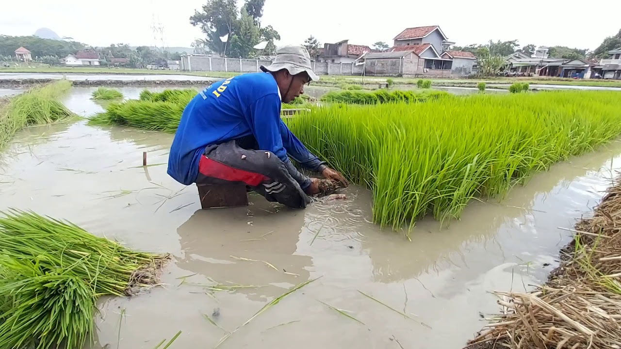 CARA BERTANI MENANAM PADI DI SAWAH PALING TEPAT - YouTube
