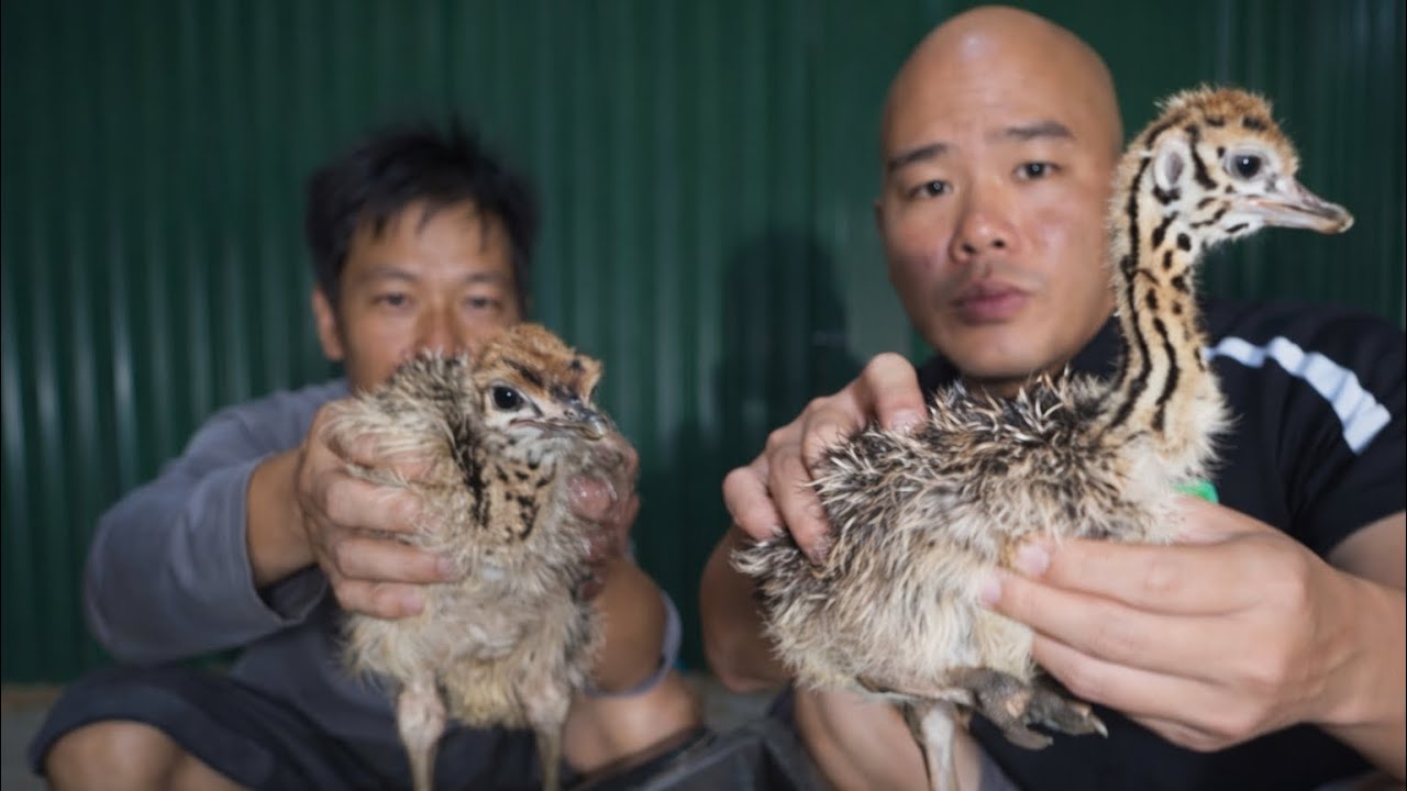 HÔM NAY THÉP ĐÓN 5 CHÚ ĐÀ ĐIỂU DỄ THƯƠNG VỀ TRANG TRẠI | CUỘC SỐNG NÔNG DÂN 