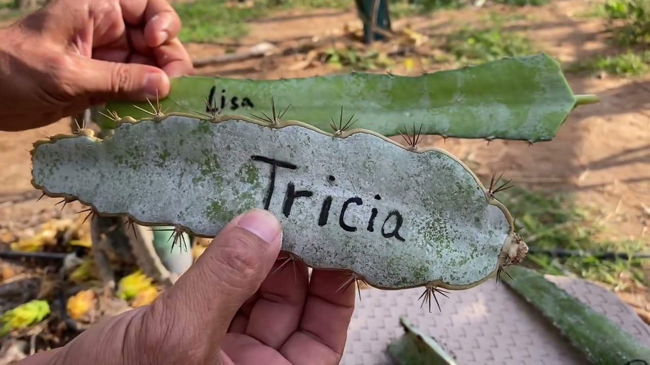 الحلقة ١٥٣ زراعة الدراجون فروت تحت الشمس المباشره وبدون مظلهPlanting DF under direct sunlight