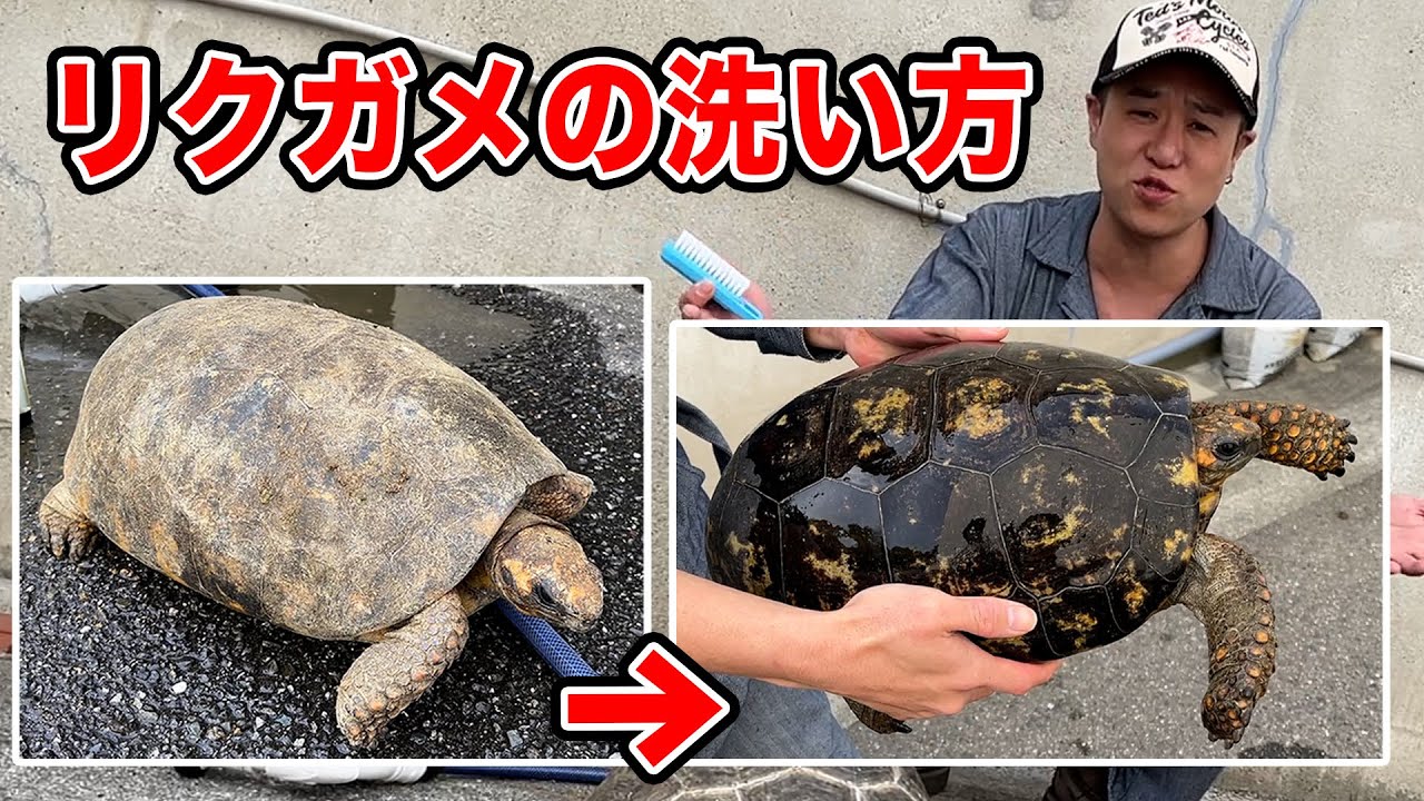 【リクガメ管理②】キアシリクガメやゾウガメを綺麗に洗います