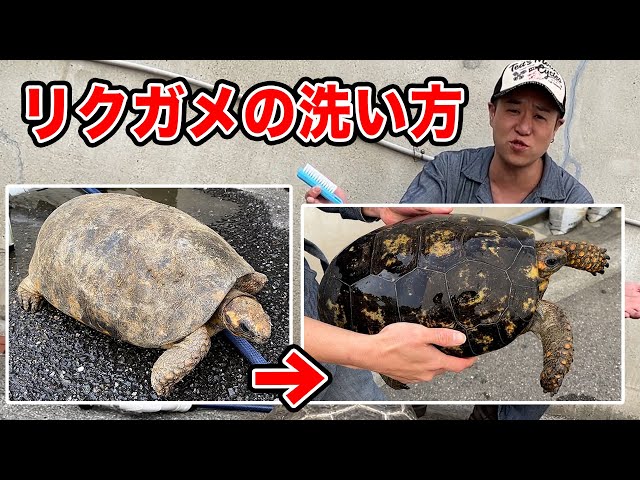Tortoise care ②] Washing yellow-legged and giant tortoises