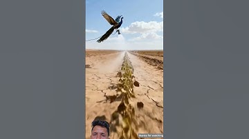 Peacocks saved the soybean crop from drying up by watering it😭#ai #crop #save #peacock