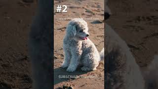 Funny Poodle dogs  #shorts