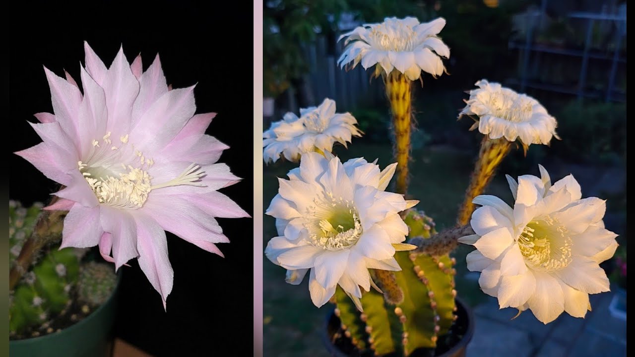 Sophie's Garden 惊艳时光的花朵，仙人球开花- YouTube