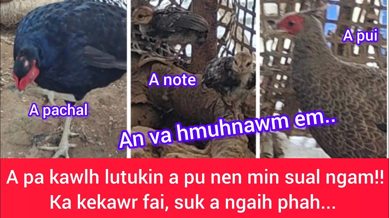 Pu Zaia Vahrit khawi khan no alo nei tawh,  a va hmuhnawm em; A pachal in ṭum 2 min lim