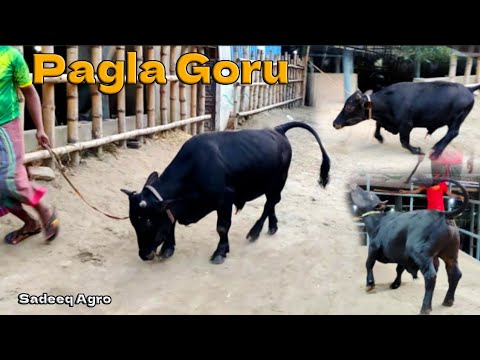 Pagla Vutti Goru Paglami 2023 | Sadeeq Agro 2023 Collection | Shortest ...