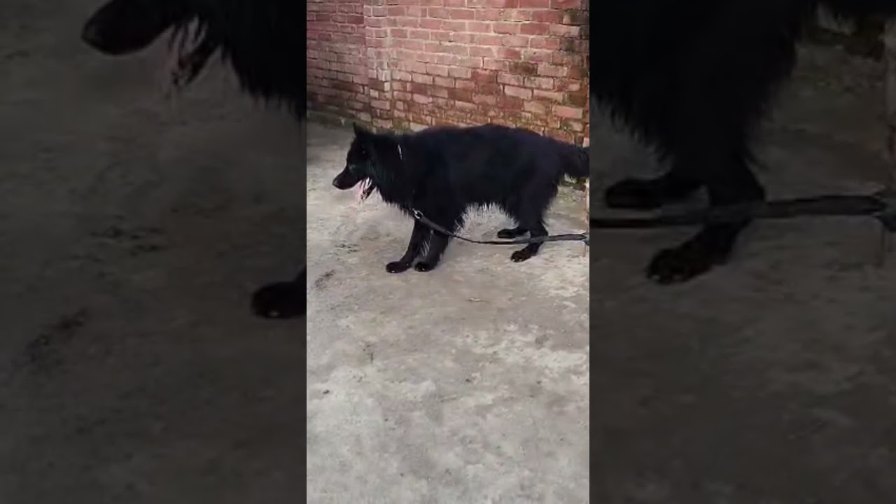 black German shepherd aggressive dog 