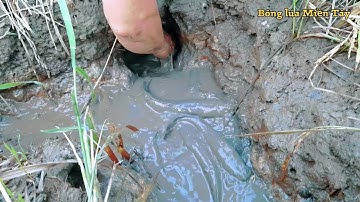 Cá rô, cá lóc mắc cạn khi nước trên ruộng lúa rút | catch snakehead fish, field perch