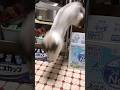 ぬいぐるみを取りたいゆめた君です🤭#猫と遊ぶ