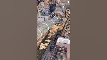 The Best Solution to Split Bamboo Quickly Using a Super Sharp Strong Tool #Shorts