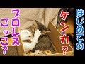 保護猫トライアル最終日 「家族になるまで」猫はじめてのケンカ！？