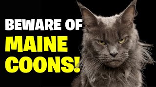 10 Reasons You Should NEVER Get a Maine Coon Cat