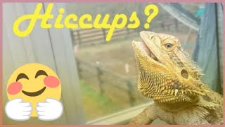 Cute Bearded Dragon Hiccup  please subscribe