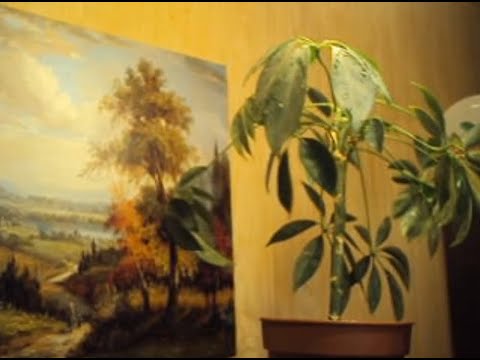 Шефлера Пестролистная-3. Почему