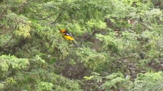 Chiroque, Icterus Graceannae.