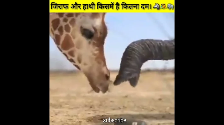 जिराफ और हाथी की बहुत ही गंभीर लड़ाई।🦓🤼🐘 giraffe and elephant fight #shorts