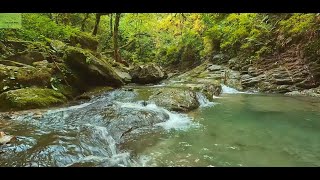 Relaxing River Sounds \& Bird Sounds - Peaceful Forest River -2 Hours Long - HD 1080p - Nature Video