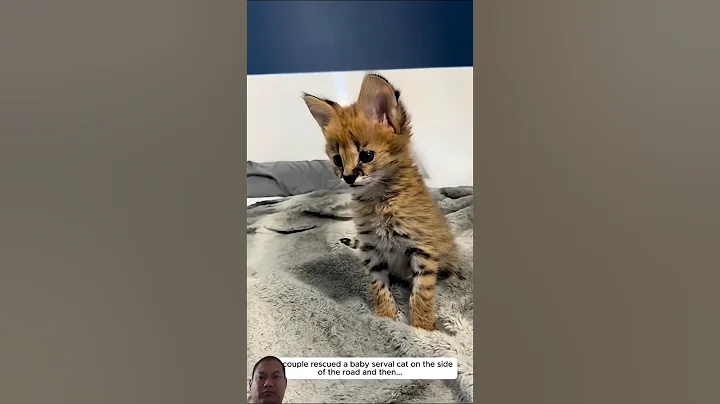 Video 11841971: serval cat rescue, rescued baby serval, serval cat animals, serval cat loving, serval cat cute, serval cat funny