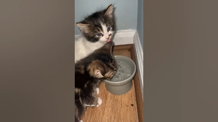 Video 7136331: cats kitten catlover pets, kitten pet catlover animals, kitten cat pets adorable, cats kitten funny catlover, kitten catlover pets cute, adorable cats catlover baby, kitten asian cats, cat black funny kitten