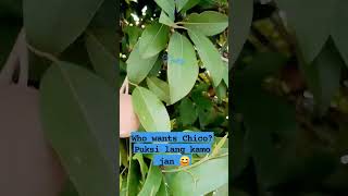 The Fruitful Chico Tree@TheAgri-Sower @nahidmaglayachannel4261