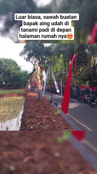 Luar biasa, sawah buatan bapak aing udah di tanami padi di depan halaman rumah nya🤩 #kdm