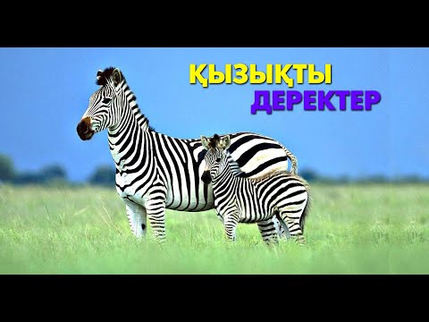 Видео: Зебра туралы қызықты деректер