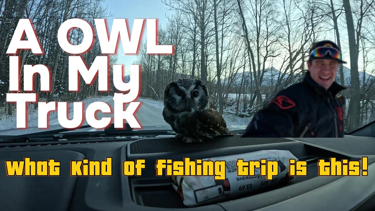 A Owl In My Truck! What Kind Of Fishing Trip Is This?