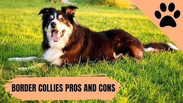 Owning a Border Collie: Pros and Cons
